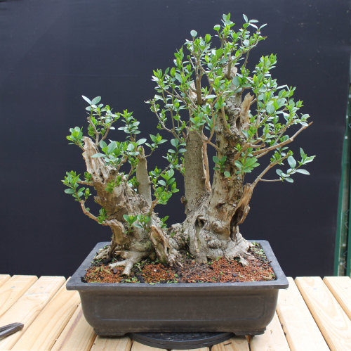 Privet Multi Trunk Bonsai